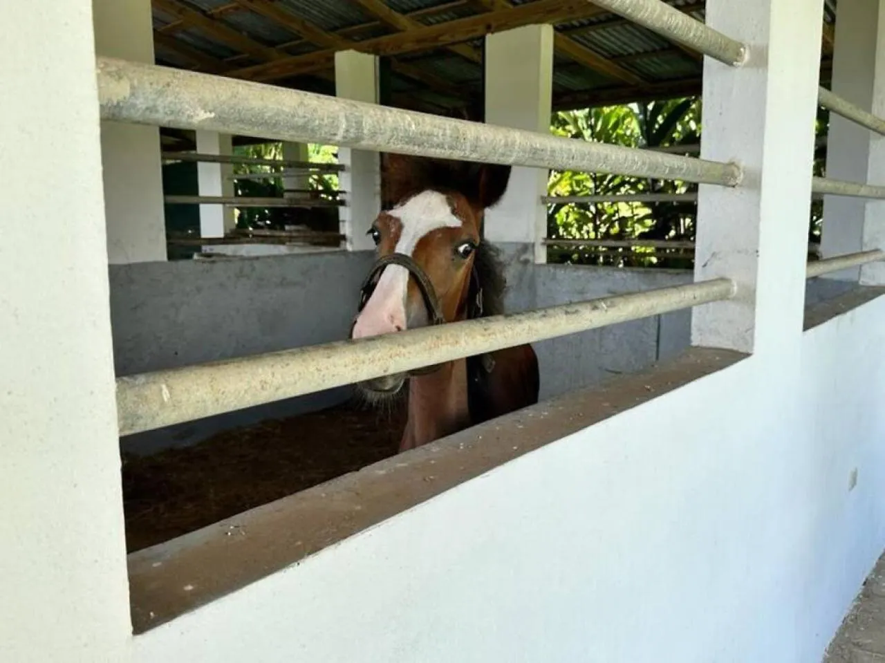 Kasa Finca La Limonada Near Palmas Del Mar Villa Humacao
